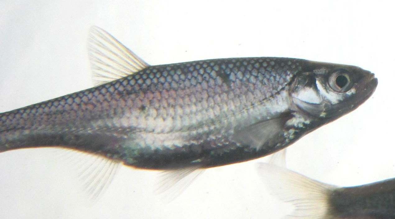 Alburnus sp.